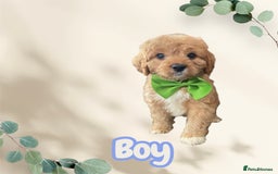 Cavapoo dogs for sale: Cavapoo boy vet checked & had 1st jab  - Image 1