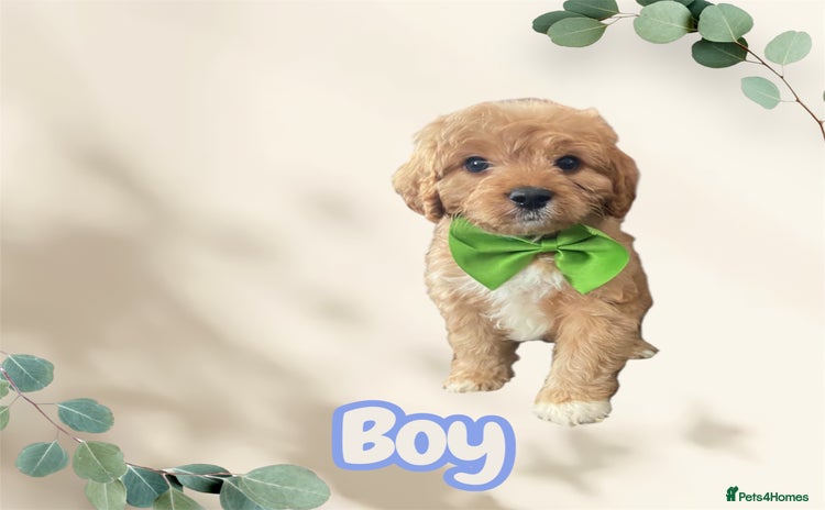 Cavapoo dogs - Advert 8