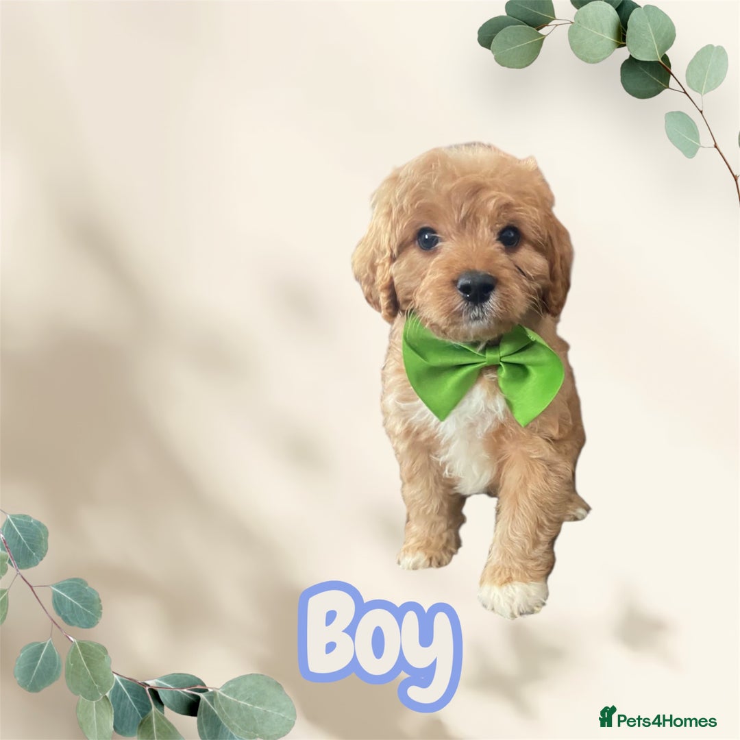Cavapoo dogs for sale: Cavapoo boy vet checked & had 1st jab  - Image 1
