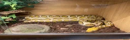 Python Snake reptiles for sale: Retic for sale in Walton on the Naze - Advert 2