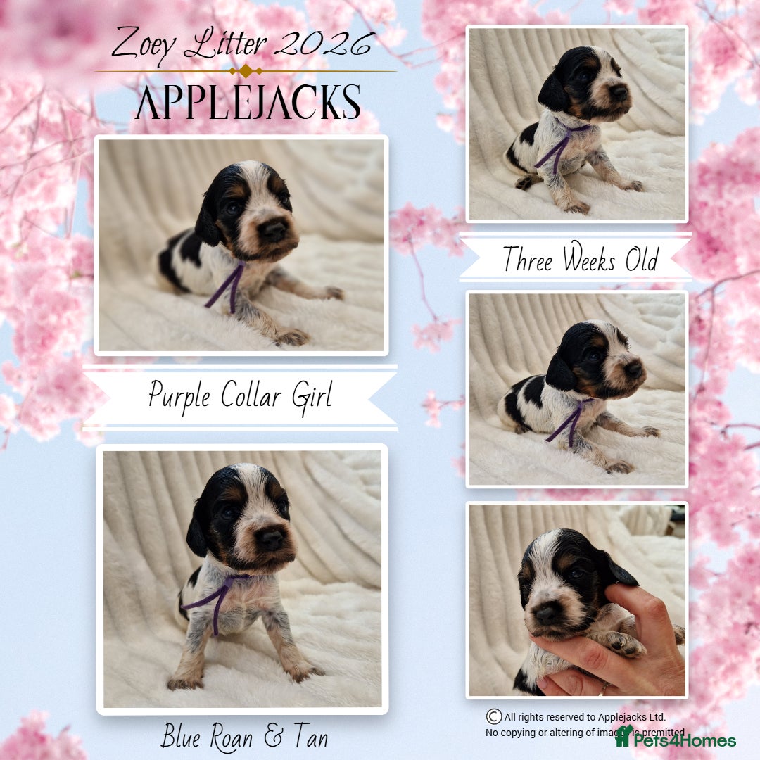 Cocker Spaniel dogs KC Pedigree Show Cocker Spaniel Puppies - Advert 2