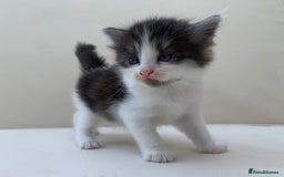 Mixed Breed cats for sale: Gorgeous Siberian Neva Masquerade Cross Kittens! - Image 3