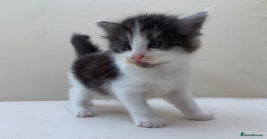 Mixed Breed cats - Advert 4