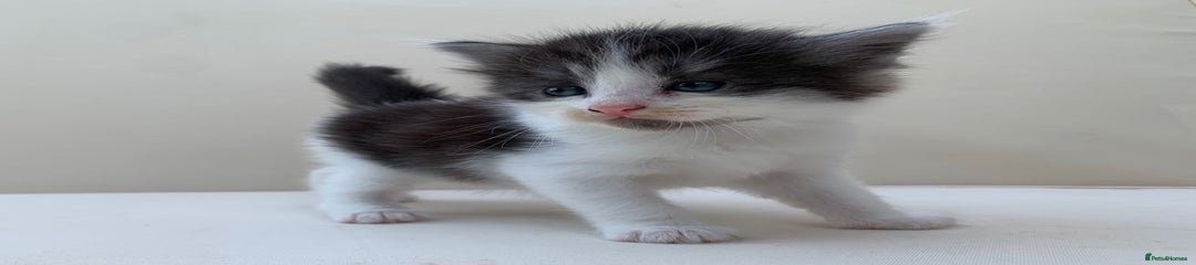 Mixed Breed Kitten 3