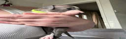Italian Greyhound dogs for sale: 2 LEFT KC Italian greyhound puppies  - Advert 7