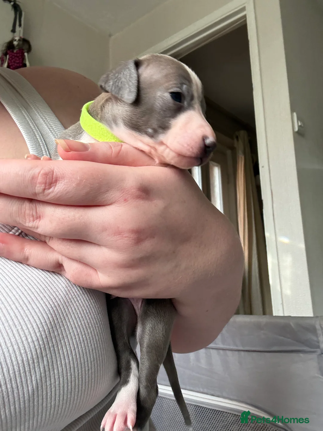 Italian Greyhound dogs for sale: 2 LEFT KC Italian greyhound puppies  - Advert 7