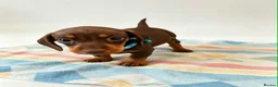 Dachshund dogs for sale: Litter of 5 stunning dachshund pups - Advert 8