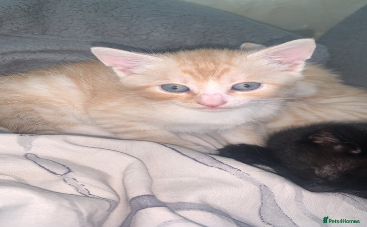 Domestic Shorthair cats - Advert 10