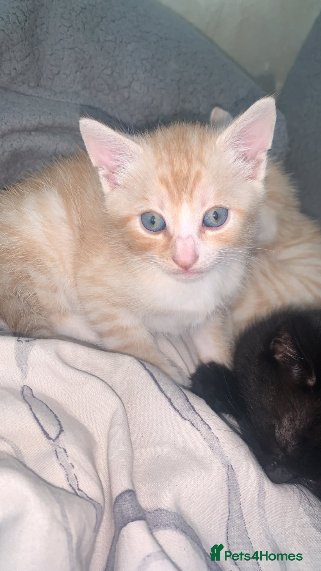 Domestic Shorthair cats for sale: White/ simese tabby males  - Image 2