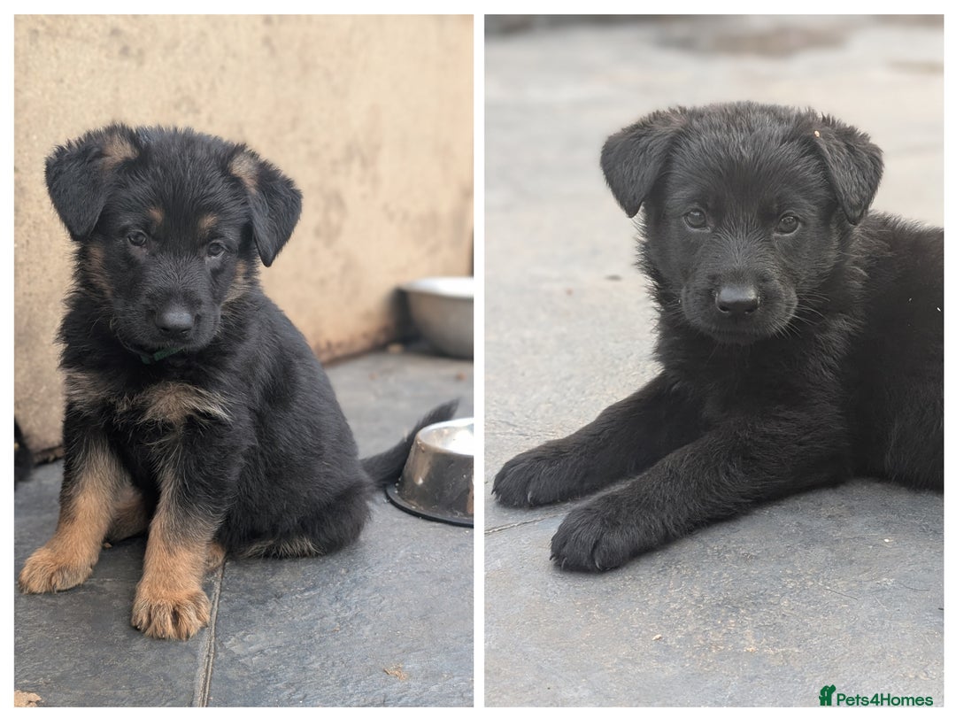 German Shepherd dogs for sale: Gorgeous German Shepherd Puppies - Image 2