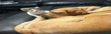 Mixed Breed 1