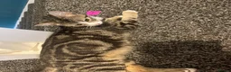 Mixed Breed cats for sale: Kittens - Advert 1