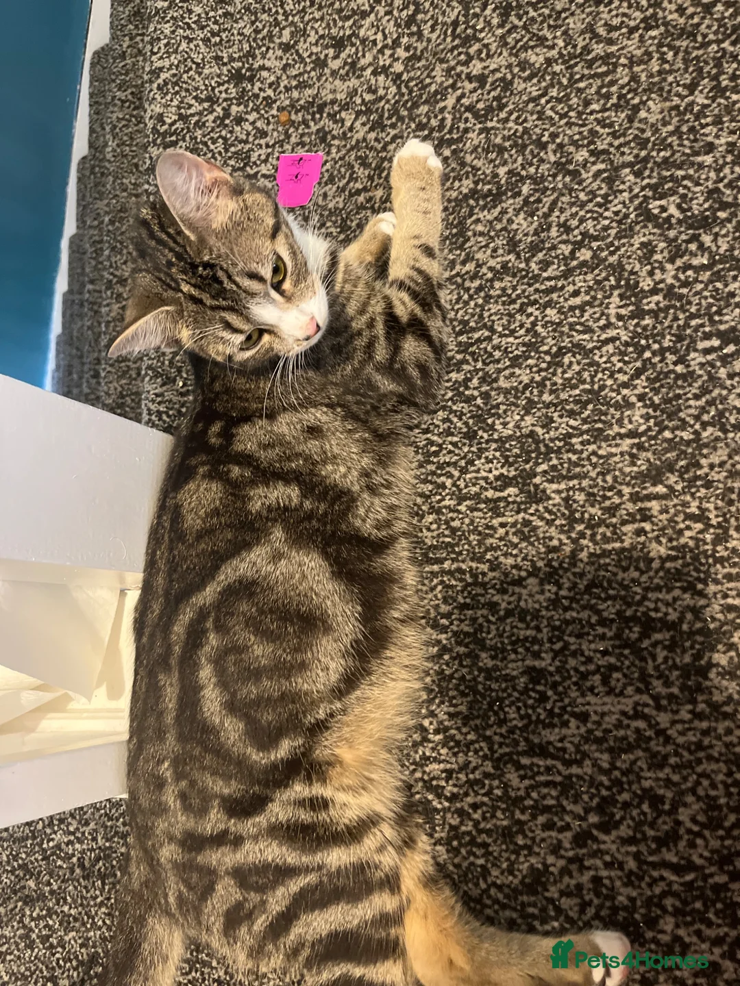 Mixed Breed cats for sale: Kittens - Advert 1