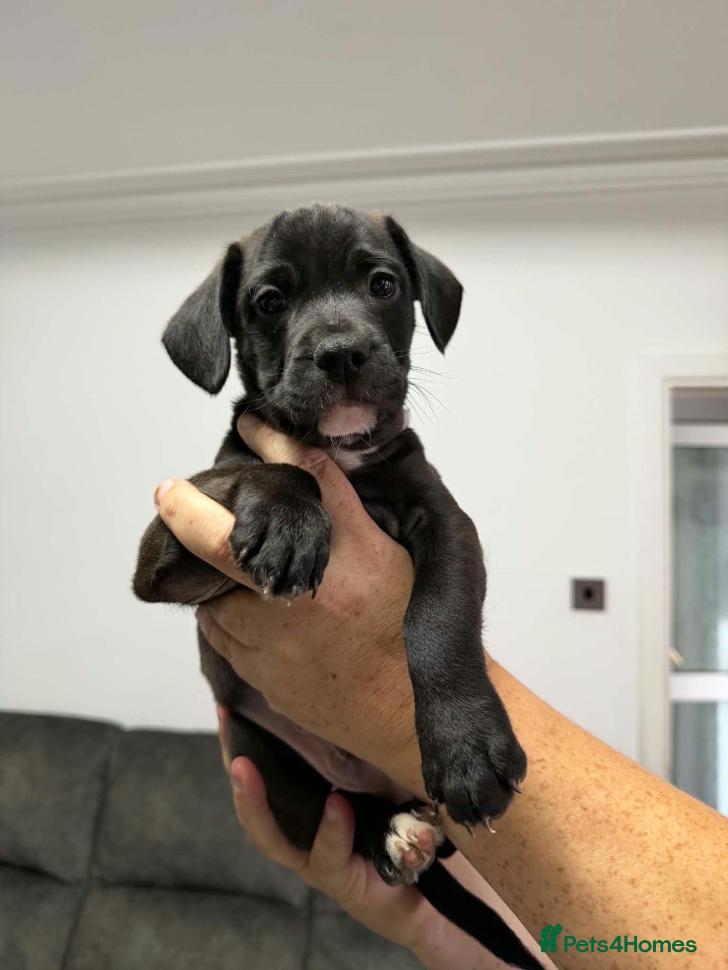 Mixed Breed dogs Ready Now French bulldog x cockapoo - Advert 2