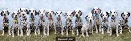 Dalmatian dogs for sale: KC Show Quality Rare LUA Dalmatian Puppies - Advert 11