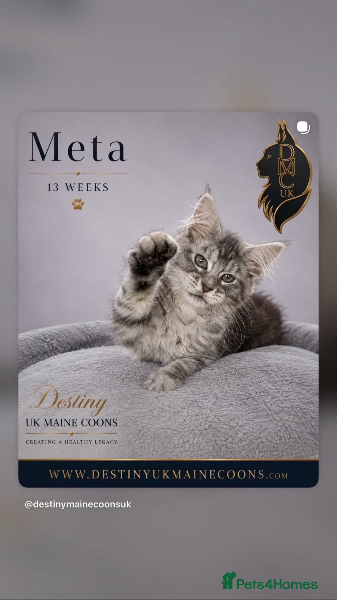 Maine Coon cats Ready Now - 2 Full Pedigree Maine Coon Kittens - Advert 2