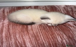 British Shorthair cats for sale: Beautiful Grey & White Kittens🐱💕 - Image 5