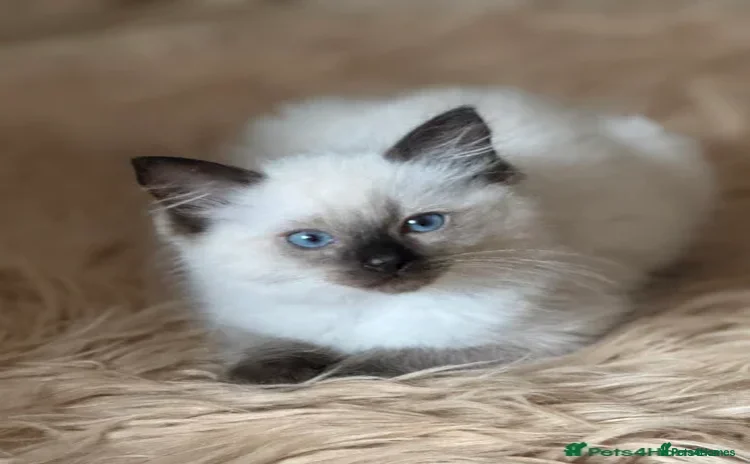 Ragdoll cats DNA tested Ragdolls. Ready from 12/12/25 - Advert 3