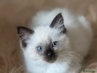 Ragdoll cats DNA tested Ragdolls. Ready from 12/12/25 - Advert 18