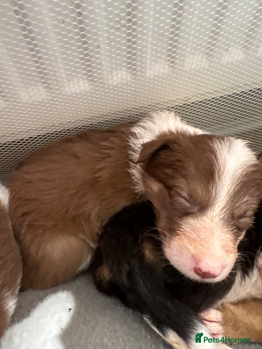 Border Collie dogs for sale: Boarder collie puppies  - Image 6