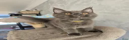 Maine Coon cats for sale: Blue Maine Coon tica registered  - Advert 4