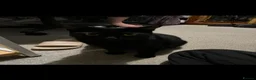 Mixed Breed cats for sale: 2 female cats looking for new homes - Advert 2