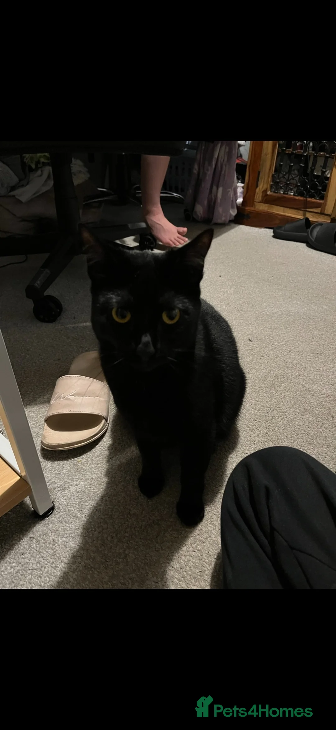 Mixed Breed cats for sale: 2 female cats looking for new homes - Advert 2