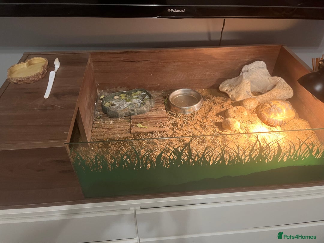 Tortoise reptiles for sale: Horsefield tortoise - Advert 6