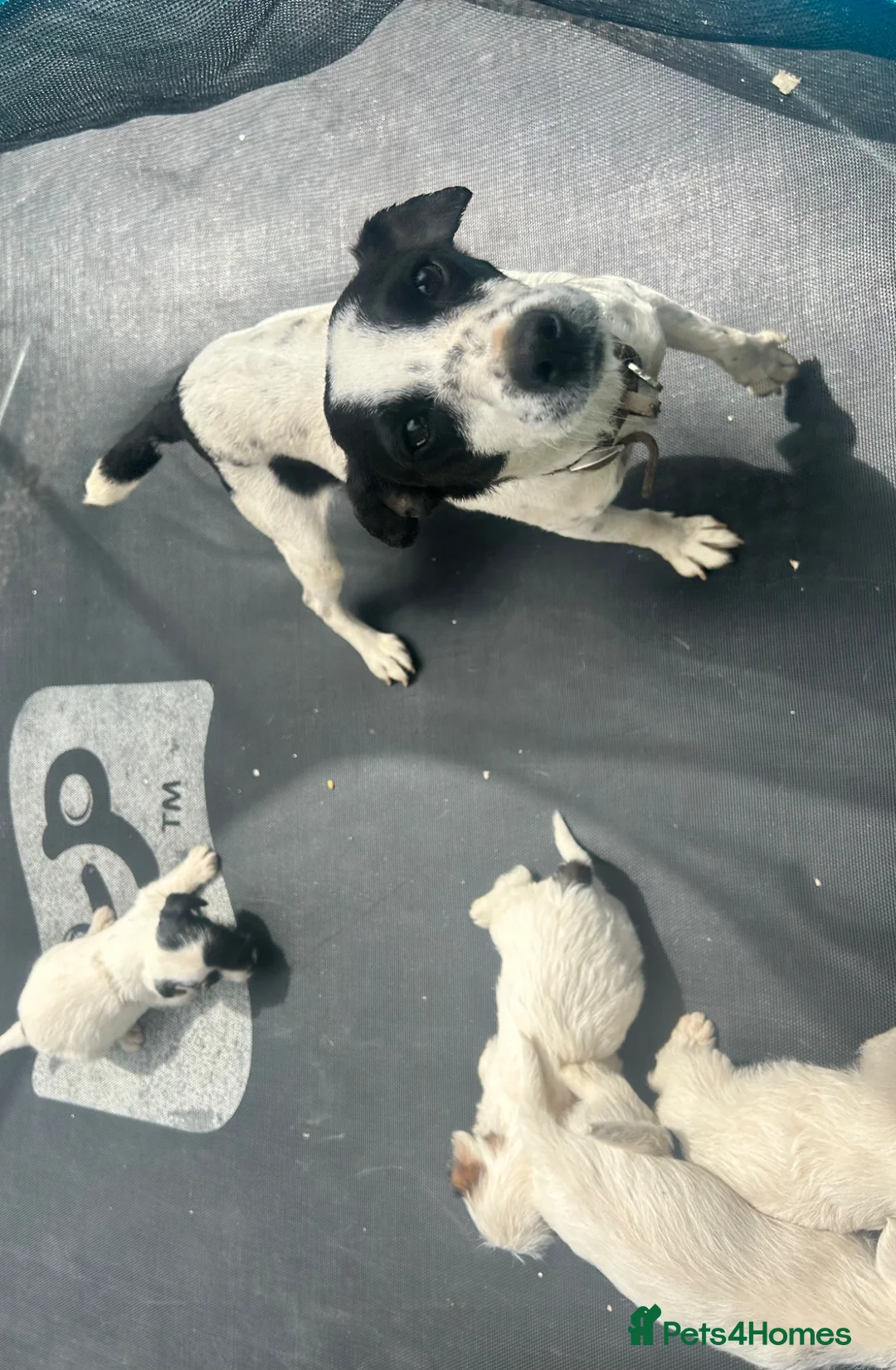 Jack Russell dogs for sale: 4 Jack Russel puppy s in Exeter - Advert 2