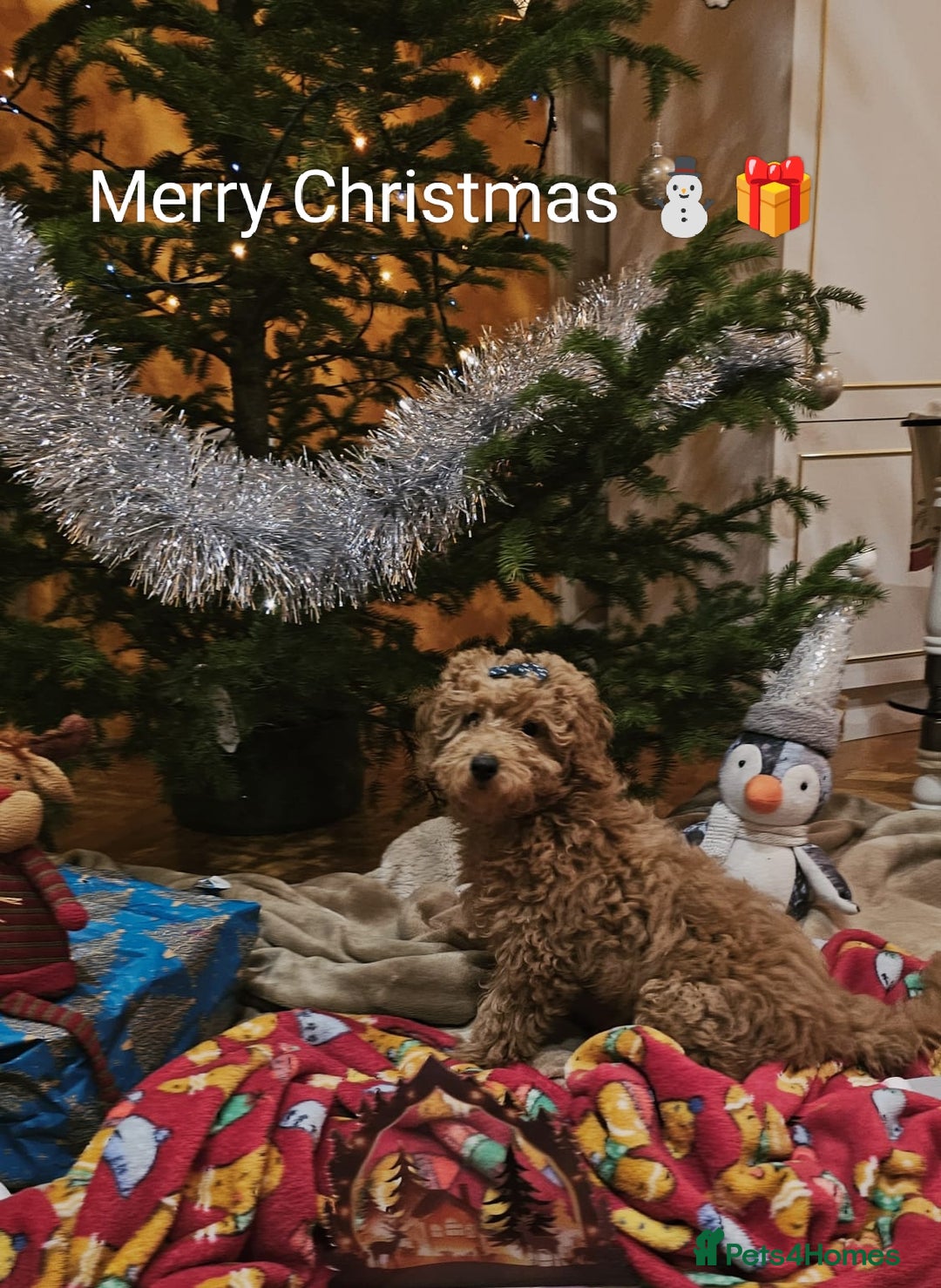 Miniature Poodle dogs for sale: ✨ Miniature Poodle Puppies for Reservation! ✨   - Advert 1