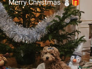 Miniature Poodle dogs ✨ Miniature Poodle Puppies for Reservation! ✨ - Advert 6