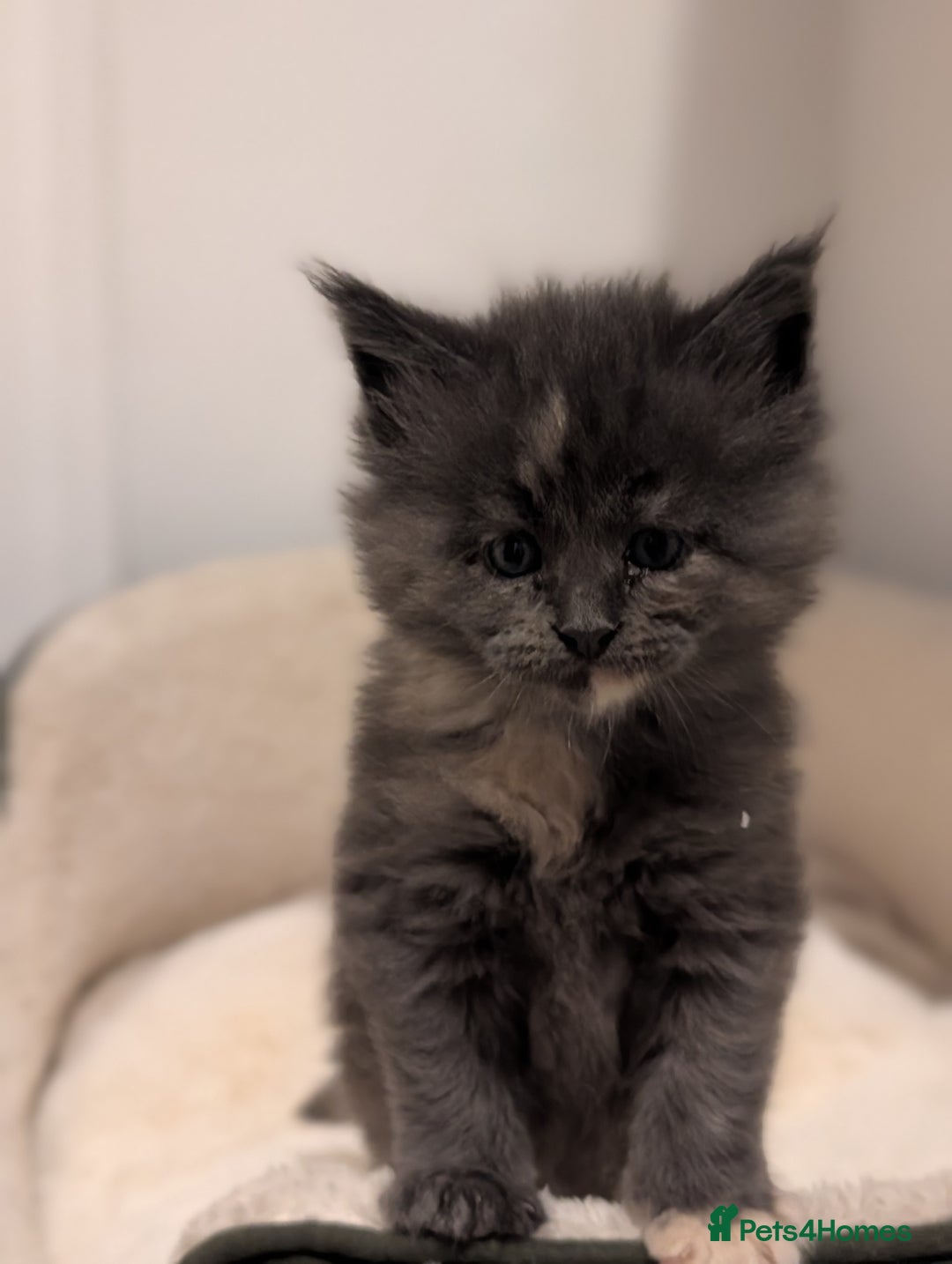 Maine Coon cats for sale: Beautiful Tica Registered Maine Coon Kittens  - Advert 19
