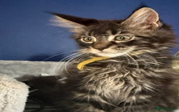 Maine Coon cats for sale: Last super loving boy left tica reg + vaccinated - Image 9