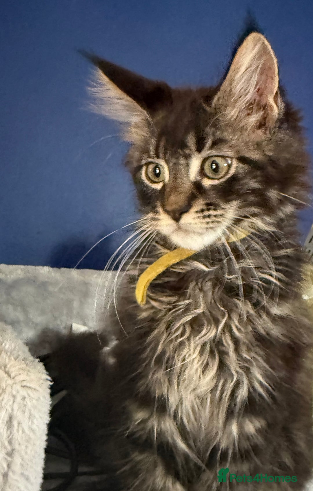 Maine Coon cats for sale: Last super loving boy left tica reg + vaccinated - Image 9