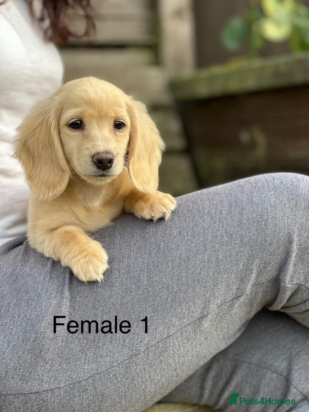 Miniature Dachshund dogs Miniature cream longhaired Dachshund  - Advert 14