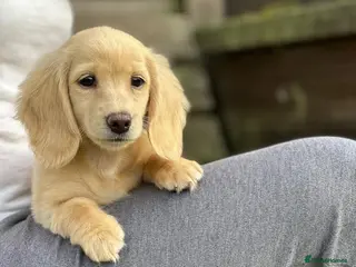Miniature Dachshund dogs Miniature cream longhaired Dachshund - Advert 14