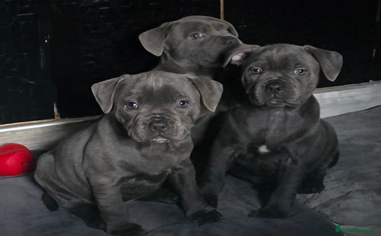 Staffordshire Bull Terrier dogs - Advert 4