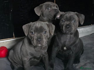 Staffordshire Bull Terrier dogs - Advert 3