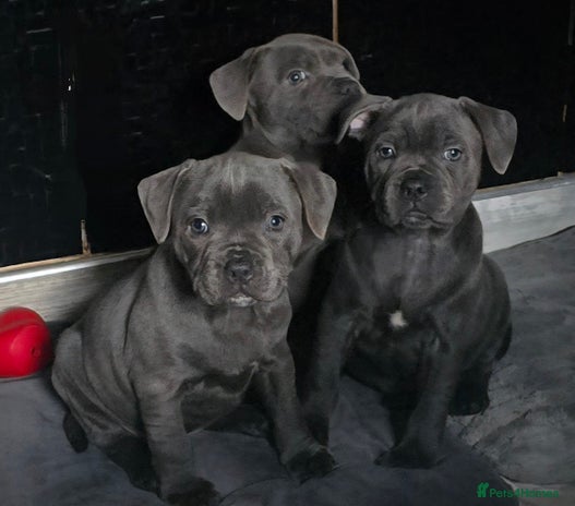 Staffordshire Bull Terrier dogs - Advert 4