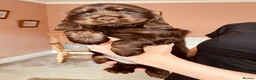 Cocker Spaniel dogs for sale: Top Quality Show cocker pups - Advert 11