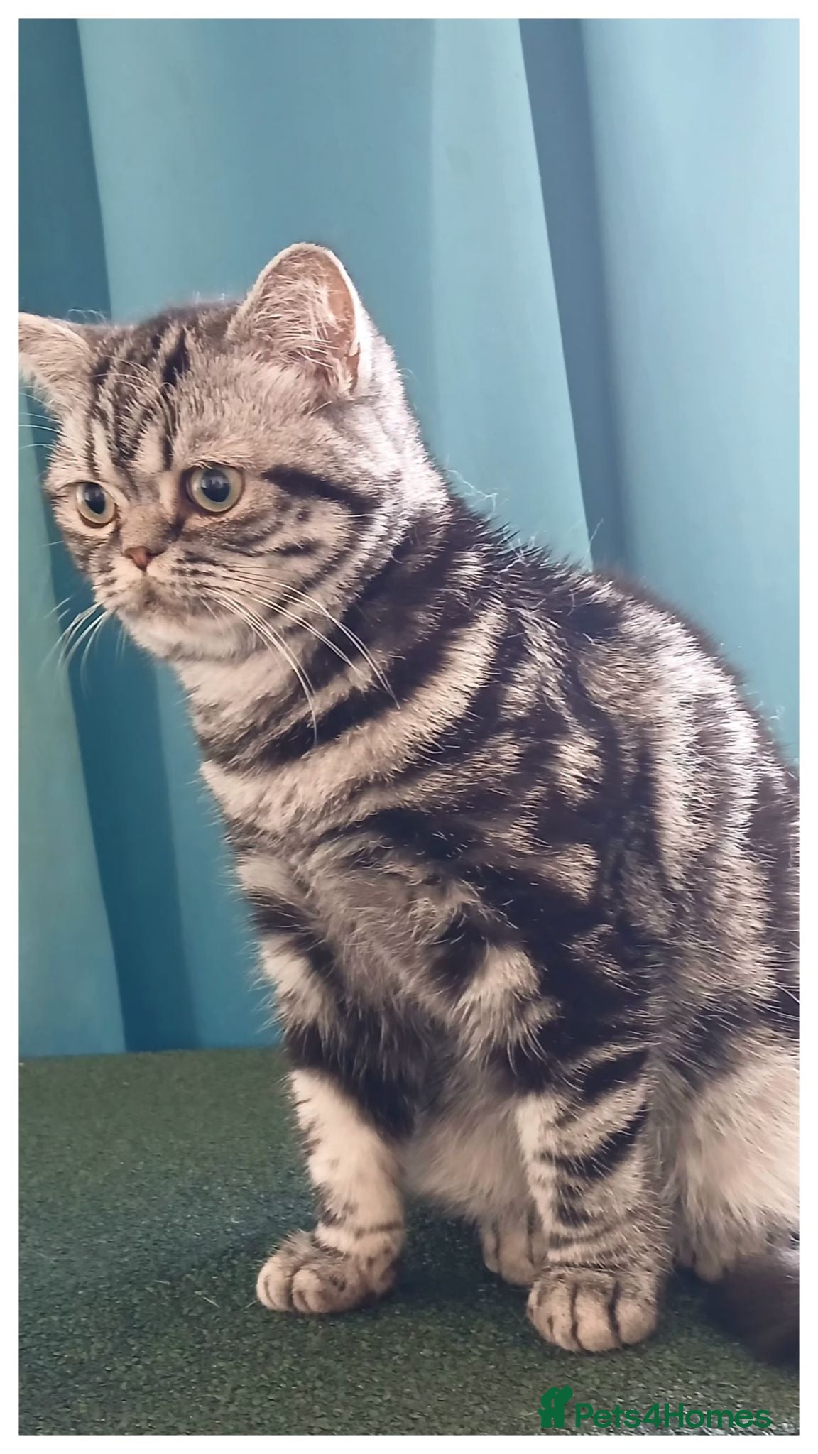 British Shorthair cats Bsh. Silver Classic Tabby . - Advert 3