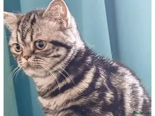 British Shorthair cats Bsh. Silver Classic Tabby . - Advert 3