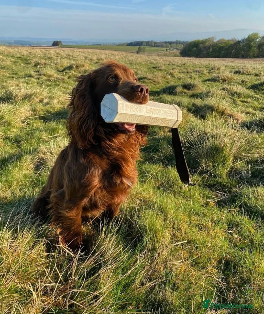 Cocker Spaniel dogs for sale: Carefully bred Kc FTW sired cocker spaniel pups,  - Image 8