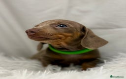 Miniature Dachshund dogs for sale: Stunning miniature dachshunds - Image 5