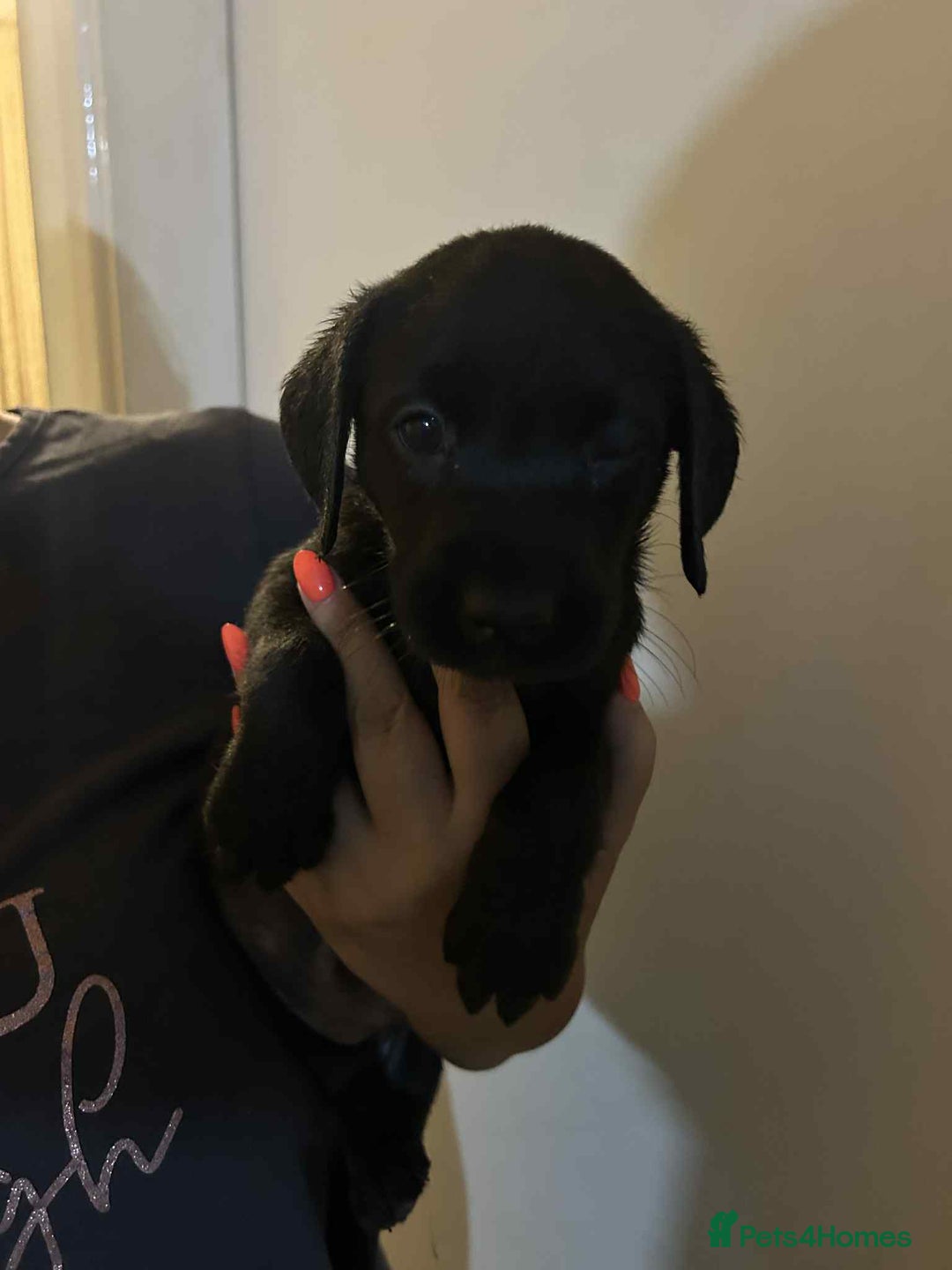 Labrador Retriever dogs for sale: Labrador puppies  - Image 2
