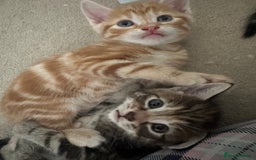 Mixed Breed cats for sale: Beautiful kittens - Image 13