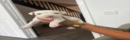 Staffordshire Bull Terrier dogs for sale: Puppys puppys puppys - Advert 10