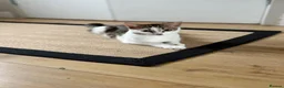 Mixed Breed cats for sale: British shorthair and /bengal in Rainham - Advert 3