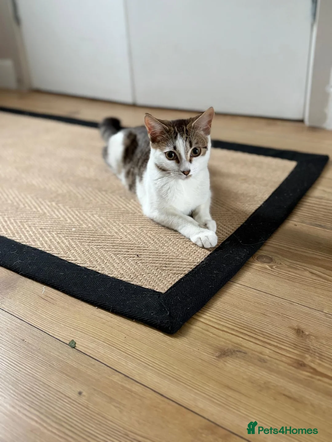 Mixed Breed cats for sale: British shorthair and /bengal in Rainham - Advert 3