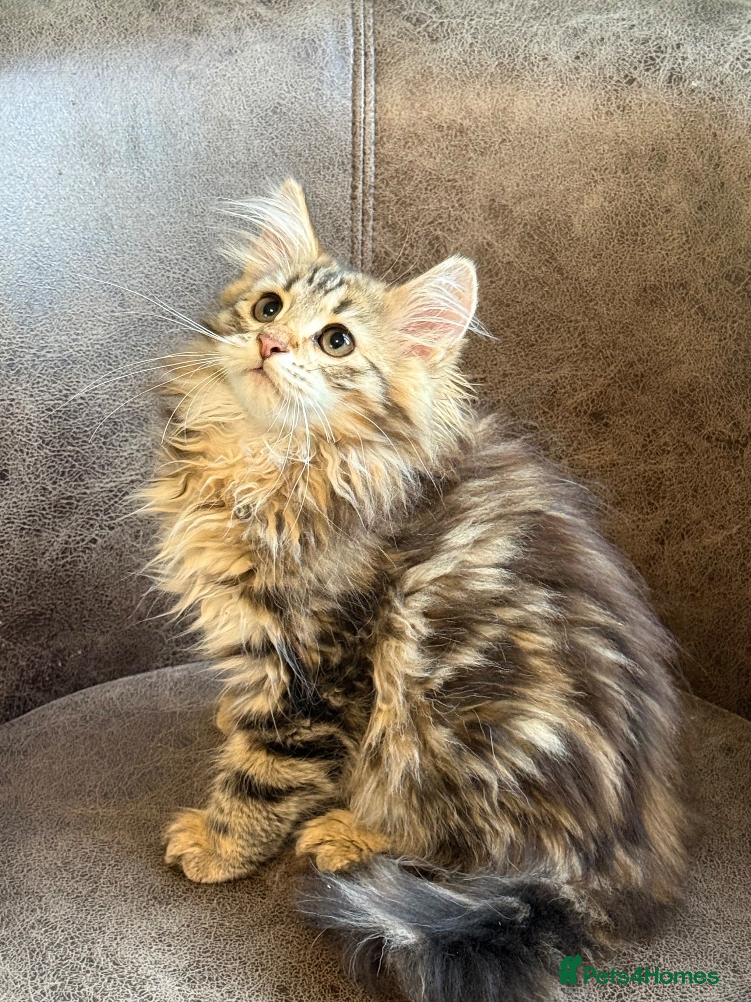 Siberian cats TICA registered traditional siberian - Advert 6